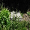 Plants: image 91 Of 208 Thumb